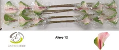 Anthurium Alero 13cm Hd