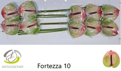 Anthurium Fortezza 15cm Hd