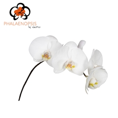 Phalaenopsis Sensation White 40cm 5+