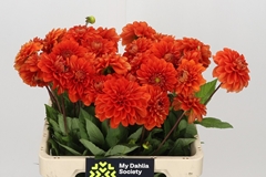 Dahlia Happy Halloween 55cm