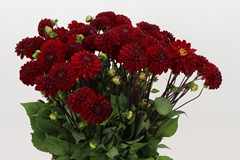 Dahlia Viking 52cm