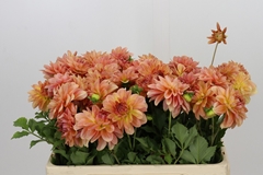Dahlia Peaches 55cm