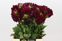 Dahlia Arabian Night 50cm