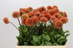 Dahlia Cornel Bronze 55cm