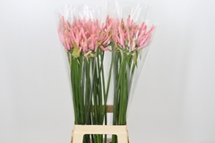 Nerine Casandra 80cm