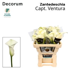 Zantedeschia Captain Ventura 55cm