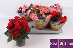 Begonia Double Mix 13Ø 30cm