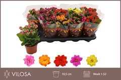 Kalanchoe Double Mix 10Ø 23cm