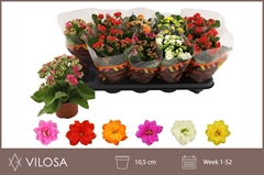 Kalanchoe Double Mix 10Ø 23cm