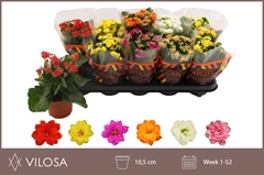 Kalanchoe Double Mix 10Ø 23cm