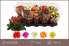 Kalanchoe Double Mix 10Ø 23cm