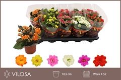 Kalanchoe Double Mix 10Ø 23cm
