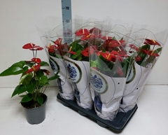 Anthurium Jambo Red 17Ø 55cm