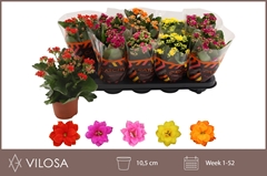 Kalanchoe Double Mix 10Ø 23cm