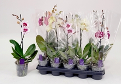 Phalaenopsis Mix 12Ø 50cm 1st