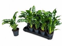 Aglaonema Maria 11Ø 35cm