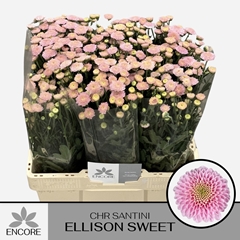 Chrysanth Santini Ellison Sweet 55cm 26gr.