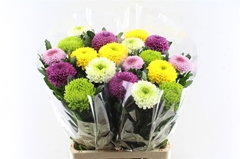 Chrysanth Single Mixed Per Bunch 75cm 85gr.
