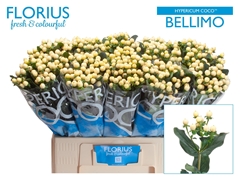 Hypericum Coco Bellimo 60cm