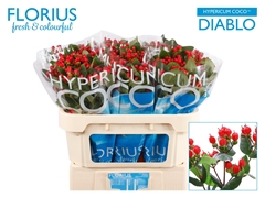 Hypericum Coco Diablo 70cm