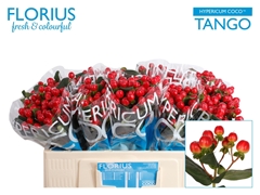 Hypericum Coco Tango 50cm