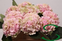 Hydrangea Verena Classic 40cm 14-16cm Hd