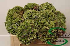 Hydrangea Rodeo Red Classic 40cm 10-12cm Hd