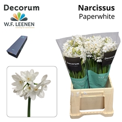 Narcissus Spray Ziva 45cm