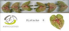 Anthurium Pistache 13cm Hd