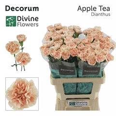 Dianthus Single Apple Tea 60cm