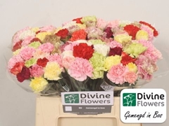 Dianthus Single Mix Per Bunch 40cm