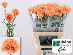 Dianthus Single Gobi 60cm