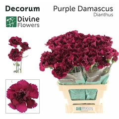 Dianthus Single Purple Damascus 60cm