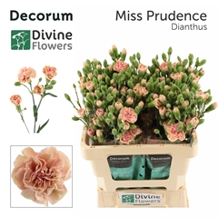 Dianthus Spray Miss Prudence 60cm