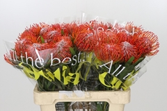 Leucospermum Tango 60cm