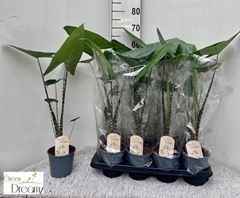 Alocasia Zebrina 14Ø 65cm