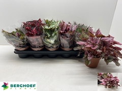 Begonia Leaf Beleaf Mix 12Ø 22cm