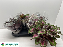 Begonia Leaf Beleaf Mix 17Ø 33cm