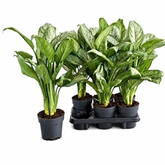 Aglaonema Maria Christina 14Ø 58cm