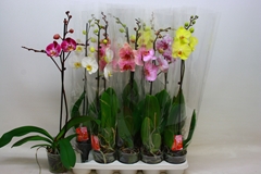 Phalaenopsis Mix 12Ø 70cm 1st
