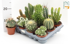 Cactus Mix 8Ø 10cm