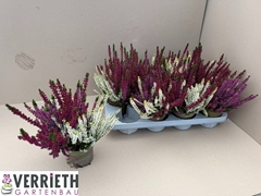 Calluna Garden Girls Mix In Pot 3 Colours 12Ø 25cm
