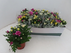 Chrysanth Mix 12Ø 25cm