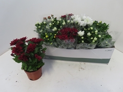 Chrysanth Mix 5 Colours 12Ø 25cm
