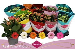 Kalanchoe Double Perfecta Mix 10Ø 22cm