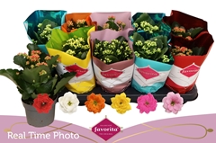 Kalanchoe Double Perfecta Mix 10Ø 22cm