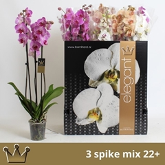 Phalaenopsis Mix 7 Colours 12Ø 75cm 3st