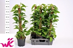 Epipremnum Moss Stick 19Ø 90cm