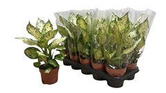 Dieffenbachia Amy 12Ø 42cm