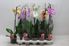 Phalaenopsis Mix 12Ø 55cm 1st